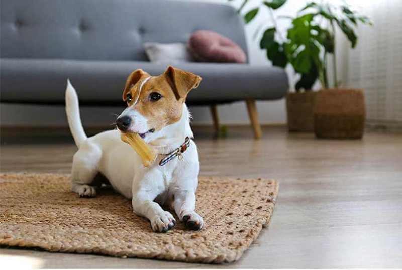 Pet dog at home